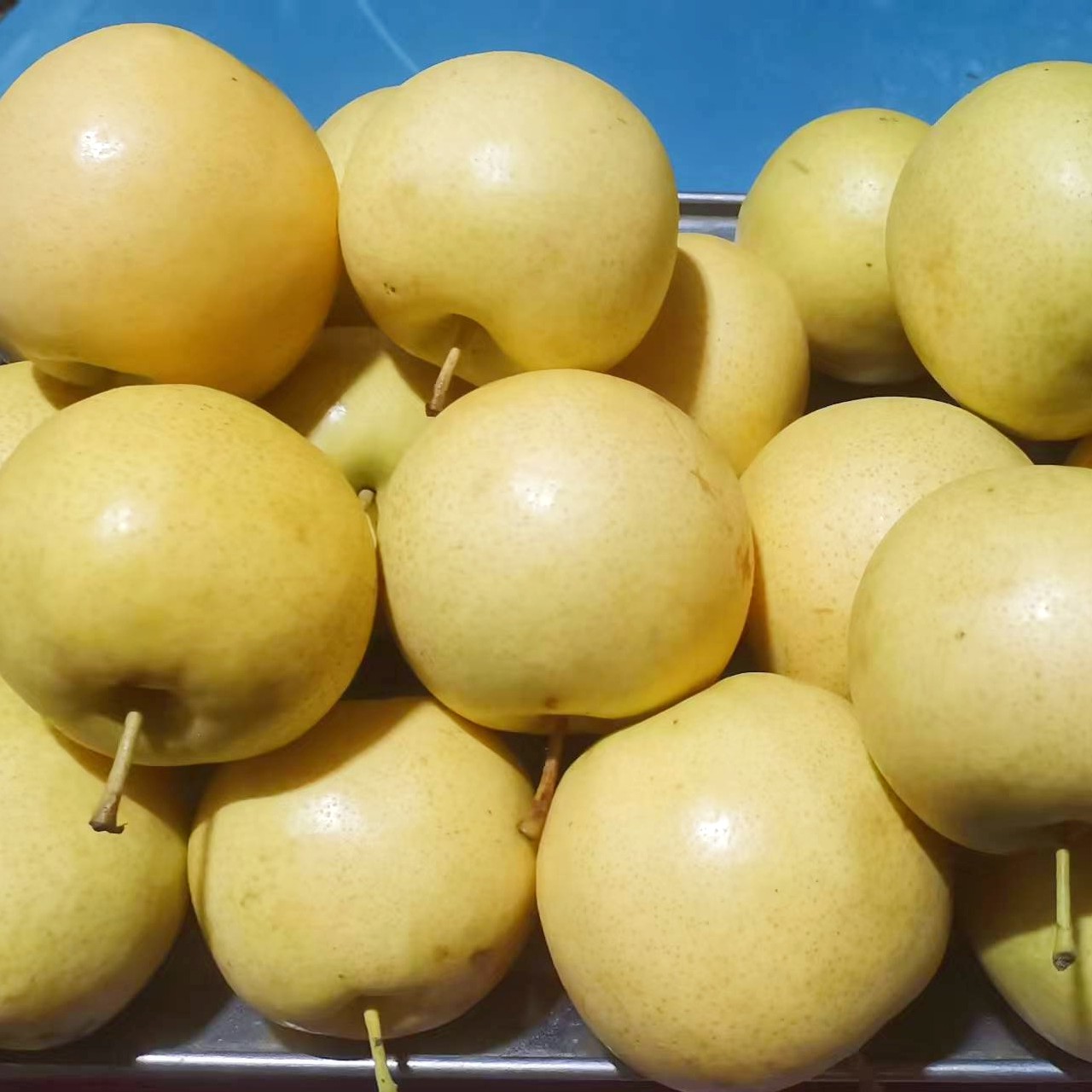 山西隰县皇冠梨新鲜现摘现发果园直达应季鲜果