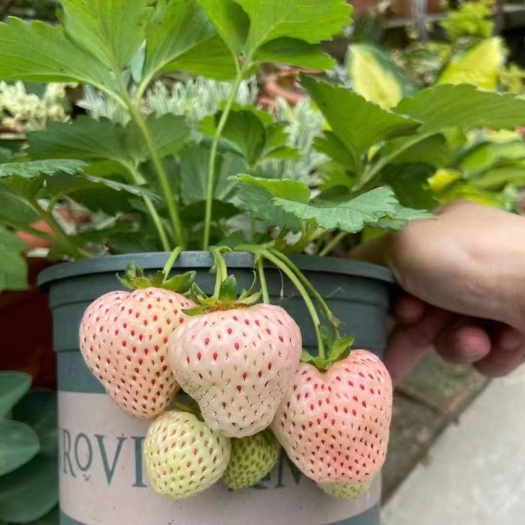 生态草莓苗带花带小果家庭阳台种植地栽带盆带土云南基地直发货
