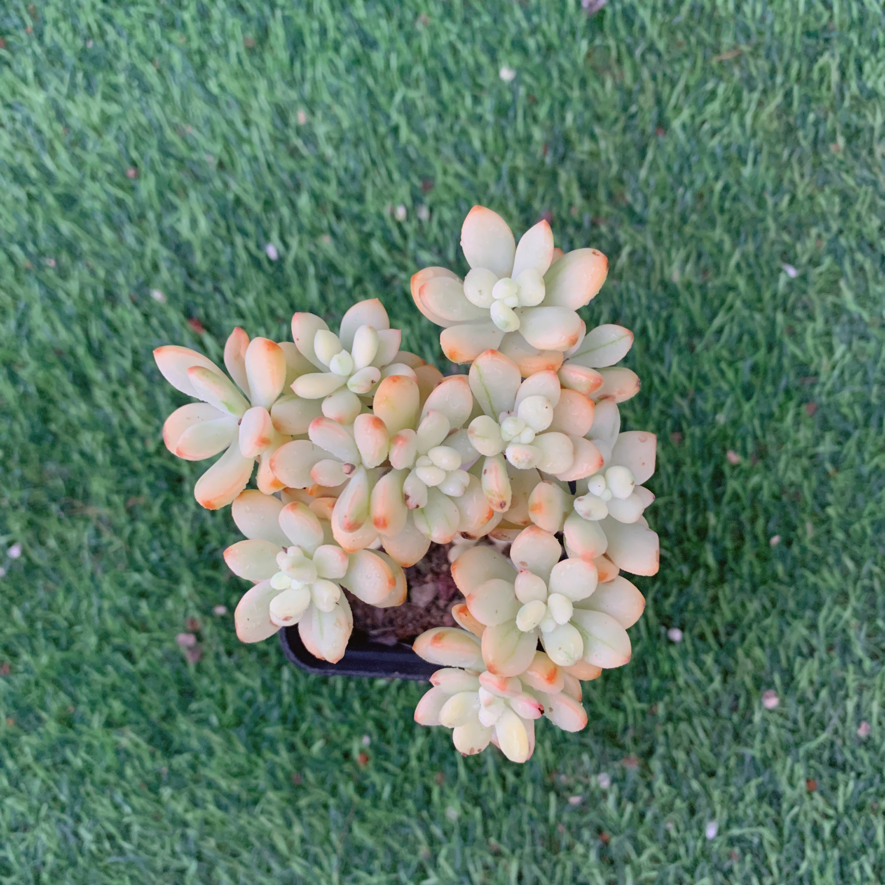 米奇糖豆锦群6-9CM【花界草堂】精品多肉阳台盆栽新手易养一单包邮