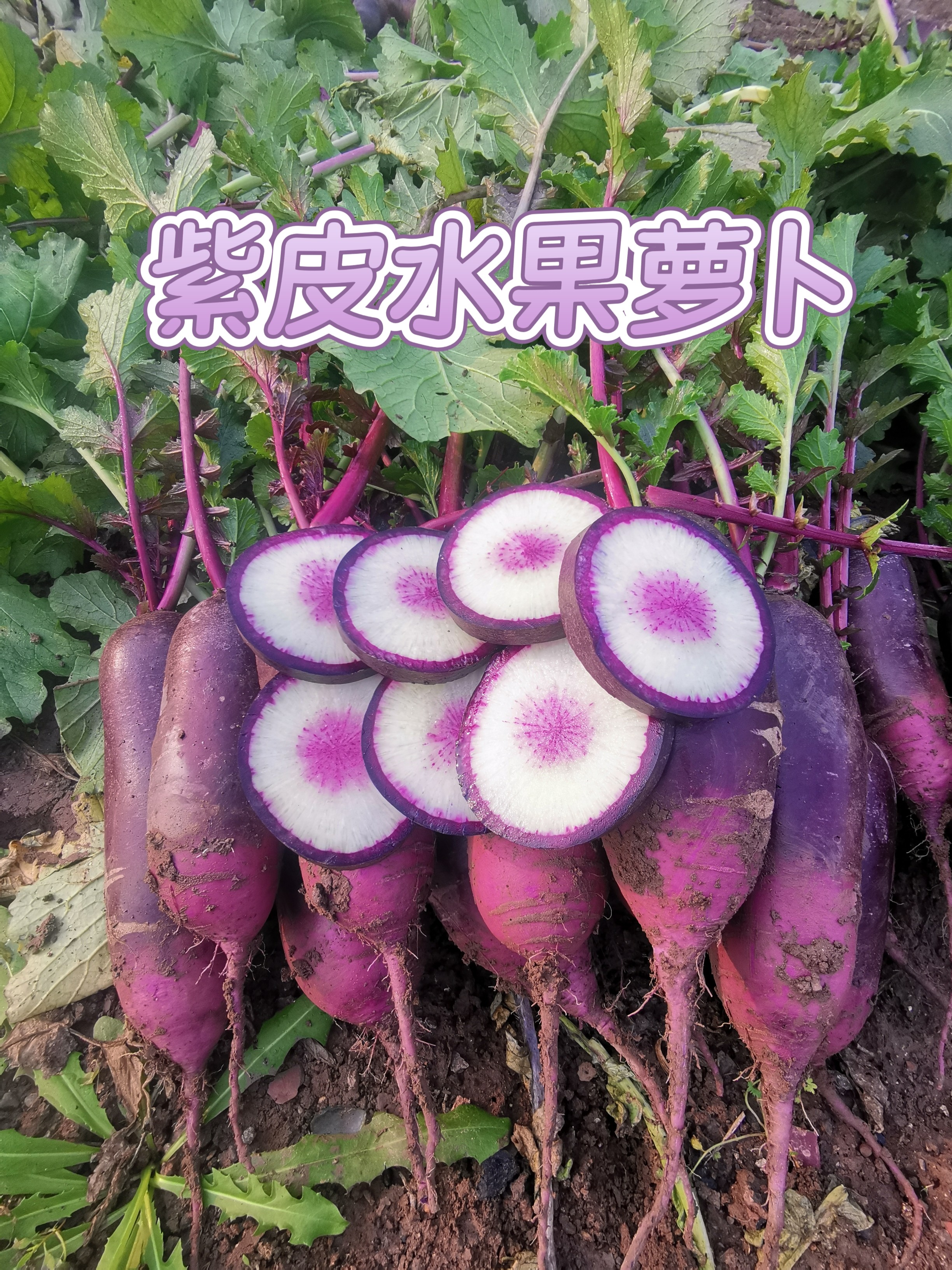 天津正宗沙窝萝卜冰淇淋萝卜新鲜现拔脆甜多汁送货上门