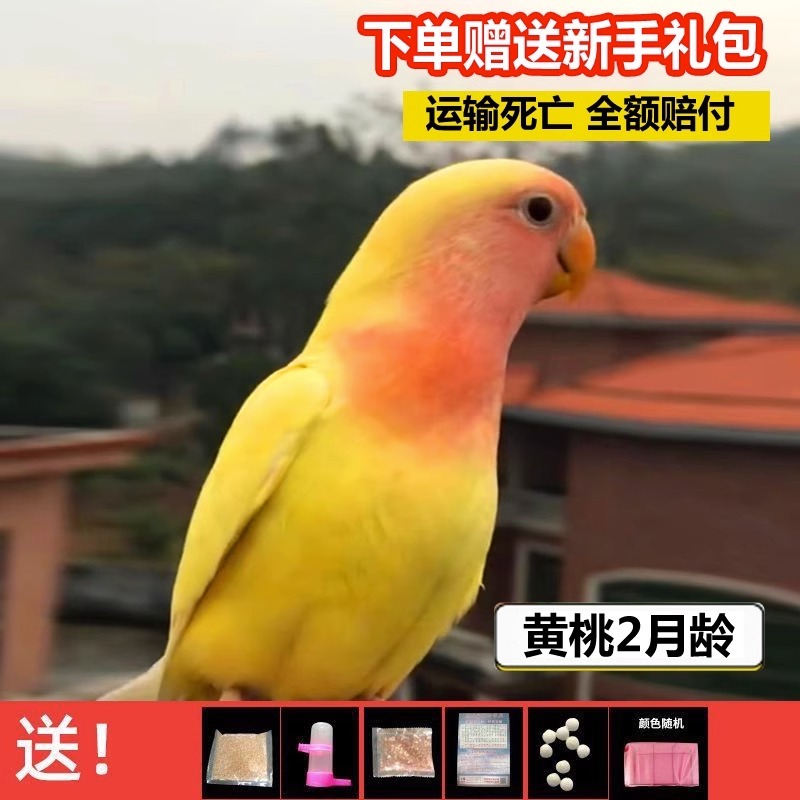 桃脸牡丹鹦鹉活鸟活物小鸟成年繁殖手养黄桃绿桃学说话宠物鸟家养