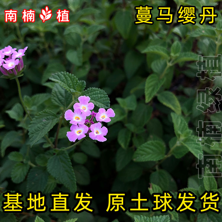 蔓马缨丹花苗四季开花庭院盆栽耐热耐寒驱蚊植物垂吊型紫花马缨丹