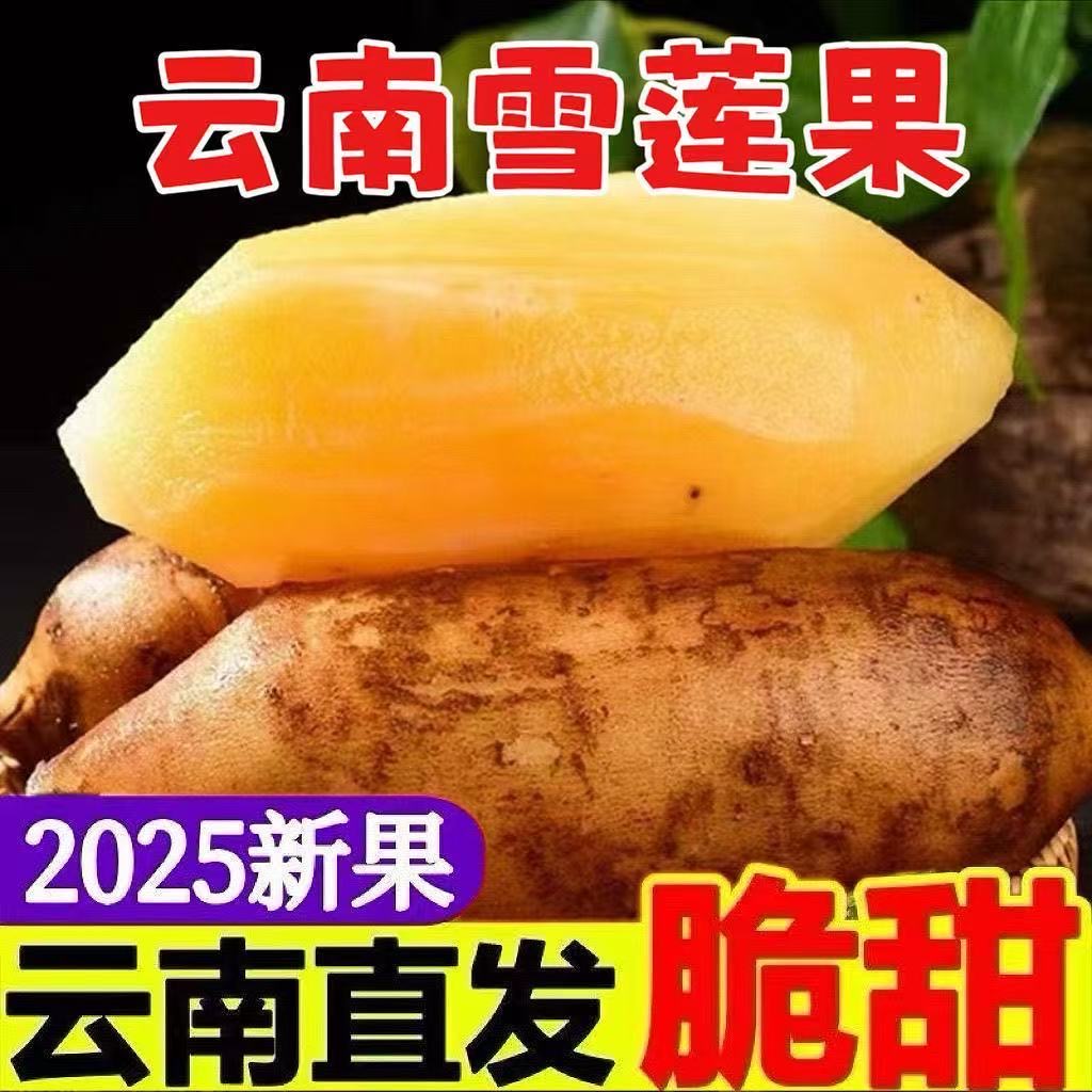 D11【脆爽】云南天山雪莲果当季新鲜水果1-9斤装包邮