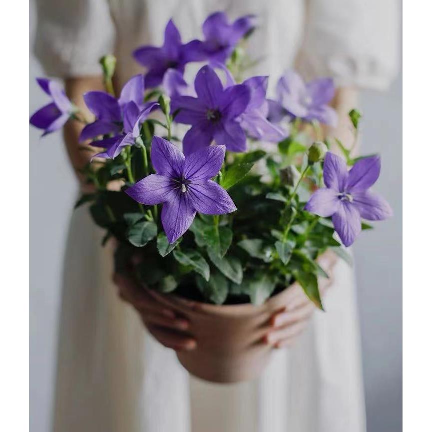 中华桔梗多年生鲜花盆栽四季开花带花苞阳台庭院客厅观花植物花卉