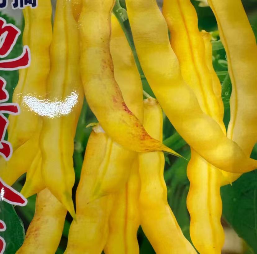 【不搭架黄金勾豆角种子】家庭阳台小院盆栽地栽四季种植