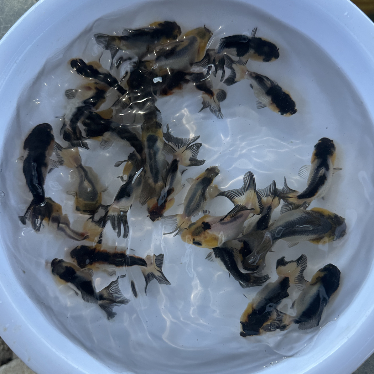 4-5公分黑白熊猫短尾元宝（盲盒）