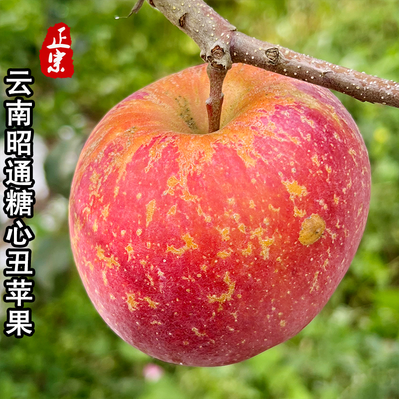 精品 正宗云南昭通冰糖心丑苹果新鲜水果现摘当季高原脆甜苹果