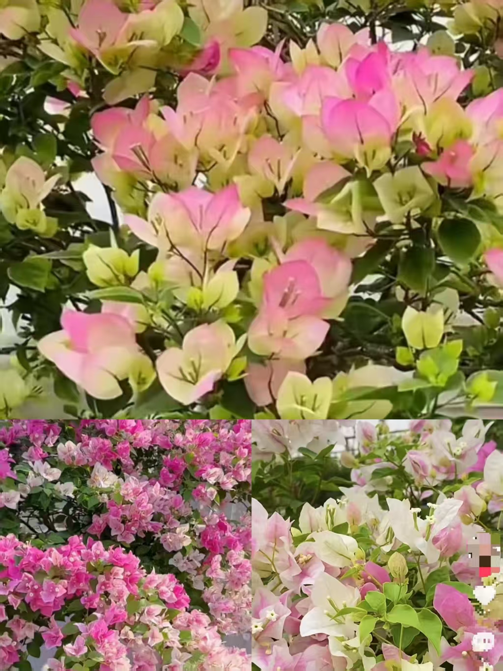 漳红樱 绿樱 广红樱 各1 小苗 樱花系类3颗组合 毅彬三角梅基地