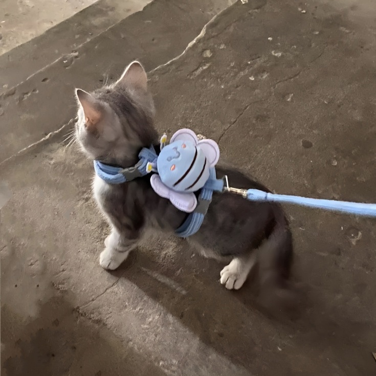 猫咪蜜蜂胸背牵引绳宠物遛猫狗小型犬工字轻便防丢防挣脱外出绳