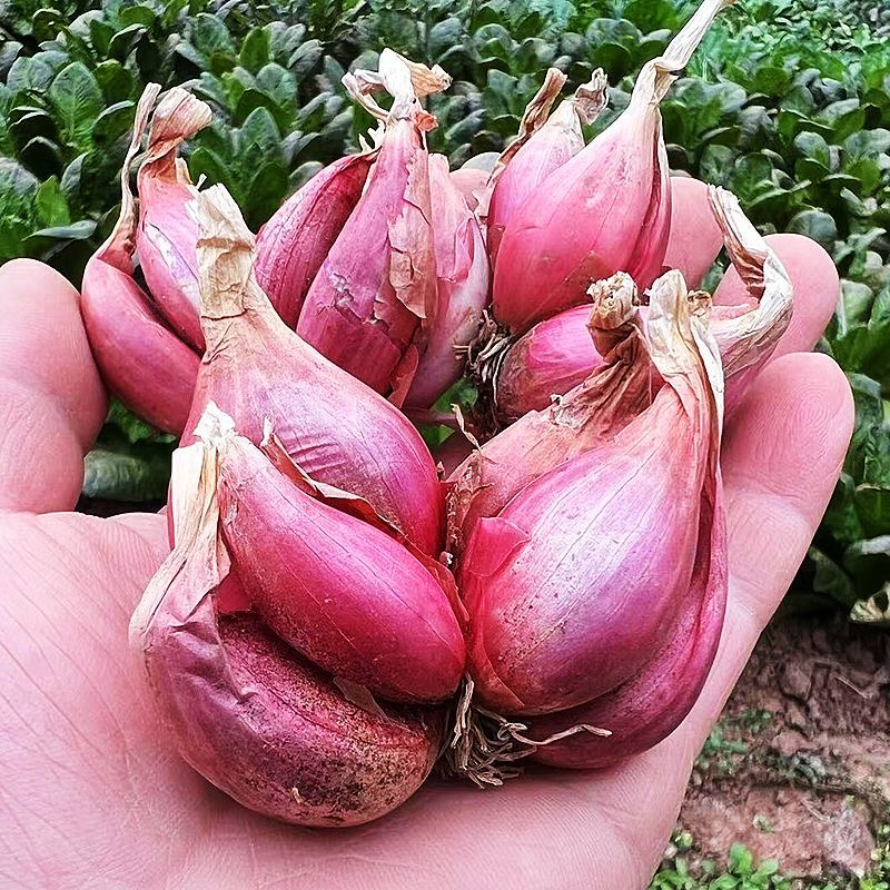 食香九镇四川红葱头农家自种新小葱头蔬菜气温15度到25度可以种植