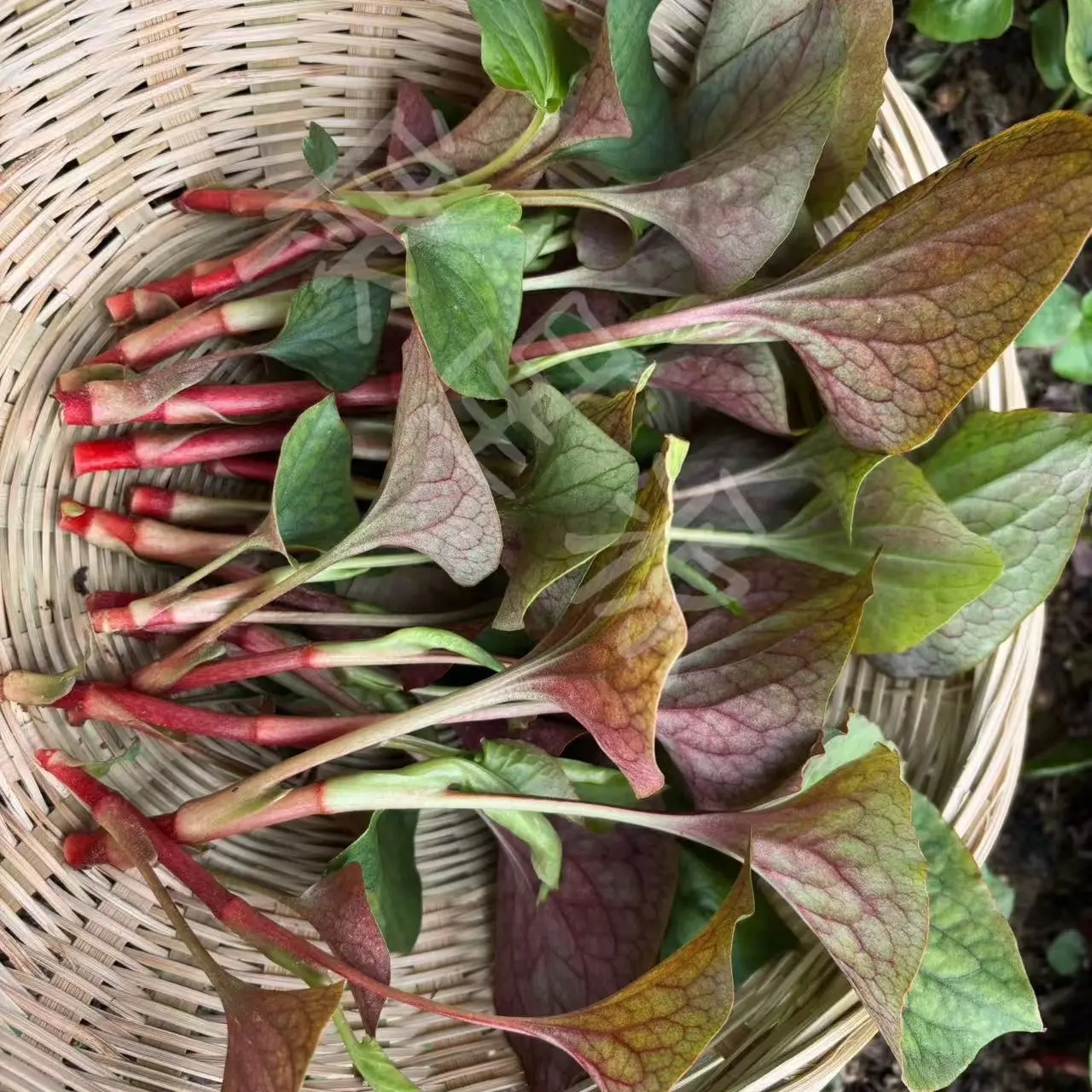 四川新鲜折耳根嫩叶鱼腥草带根可凉拌烫火锅现挖现发