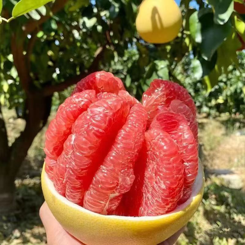 【红心大果柚子】重庆高山头茬红心蜜柚 新鲜采摘 产地直发