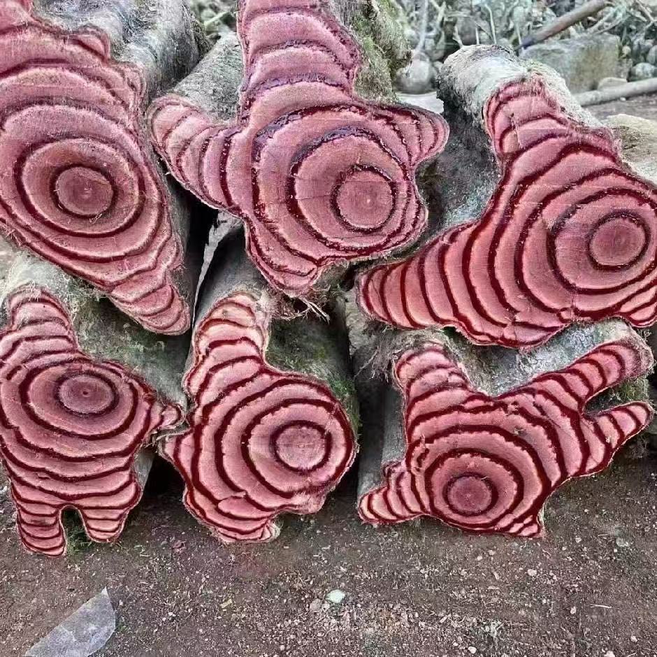 鸡血藤鲜货一物一拍一手货源