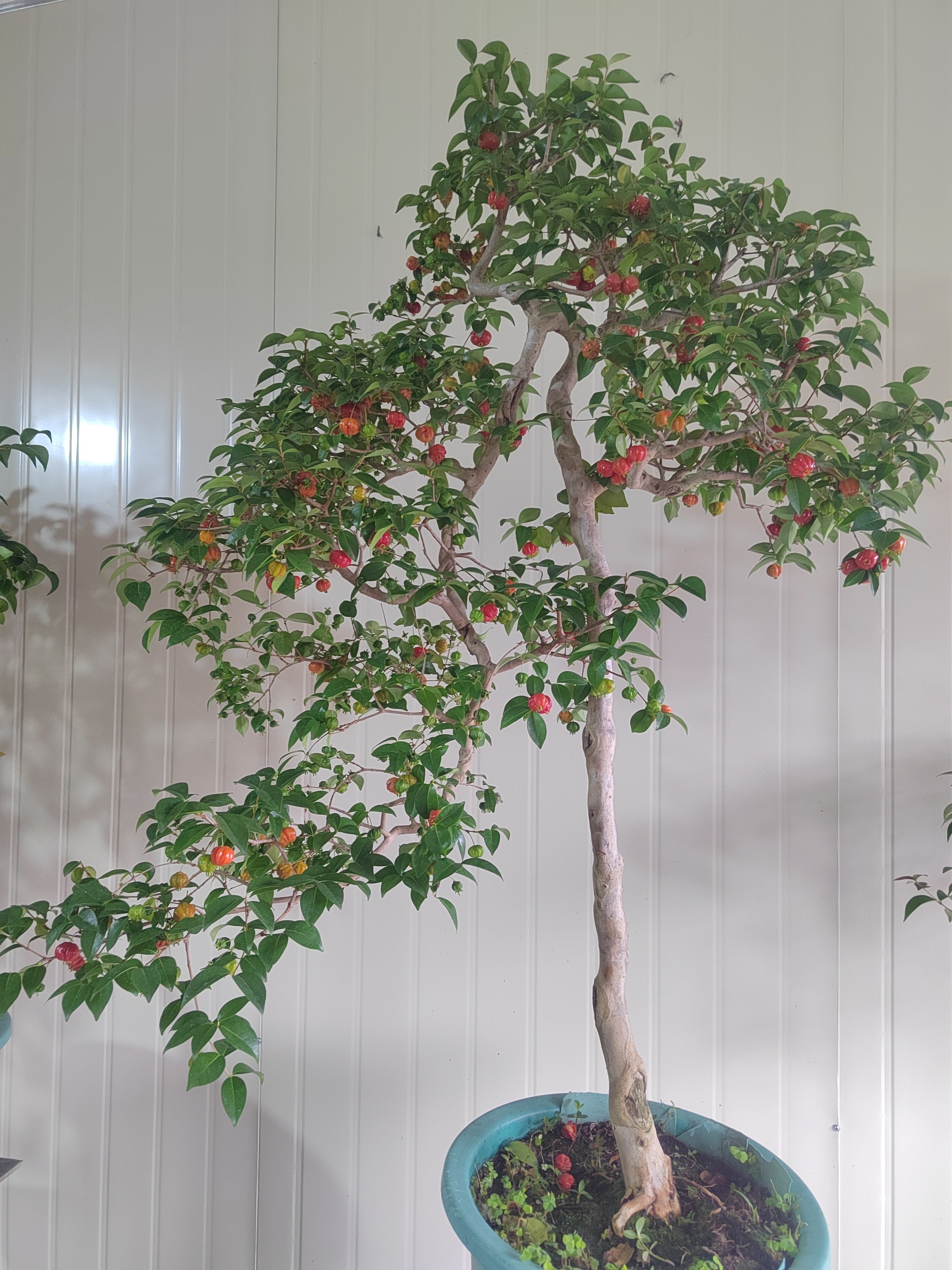 巴西红果1年半苗特惠，买一送一，到手盆景树老桩二颗海棠树