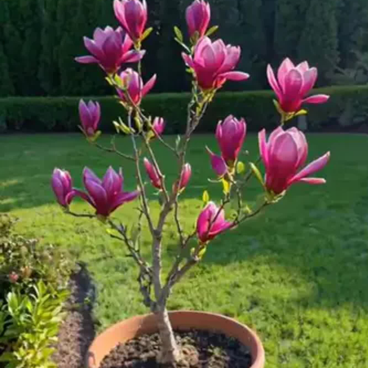 玉兰带花苞三季开花