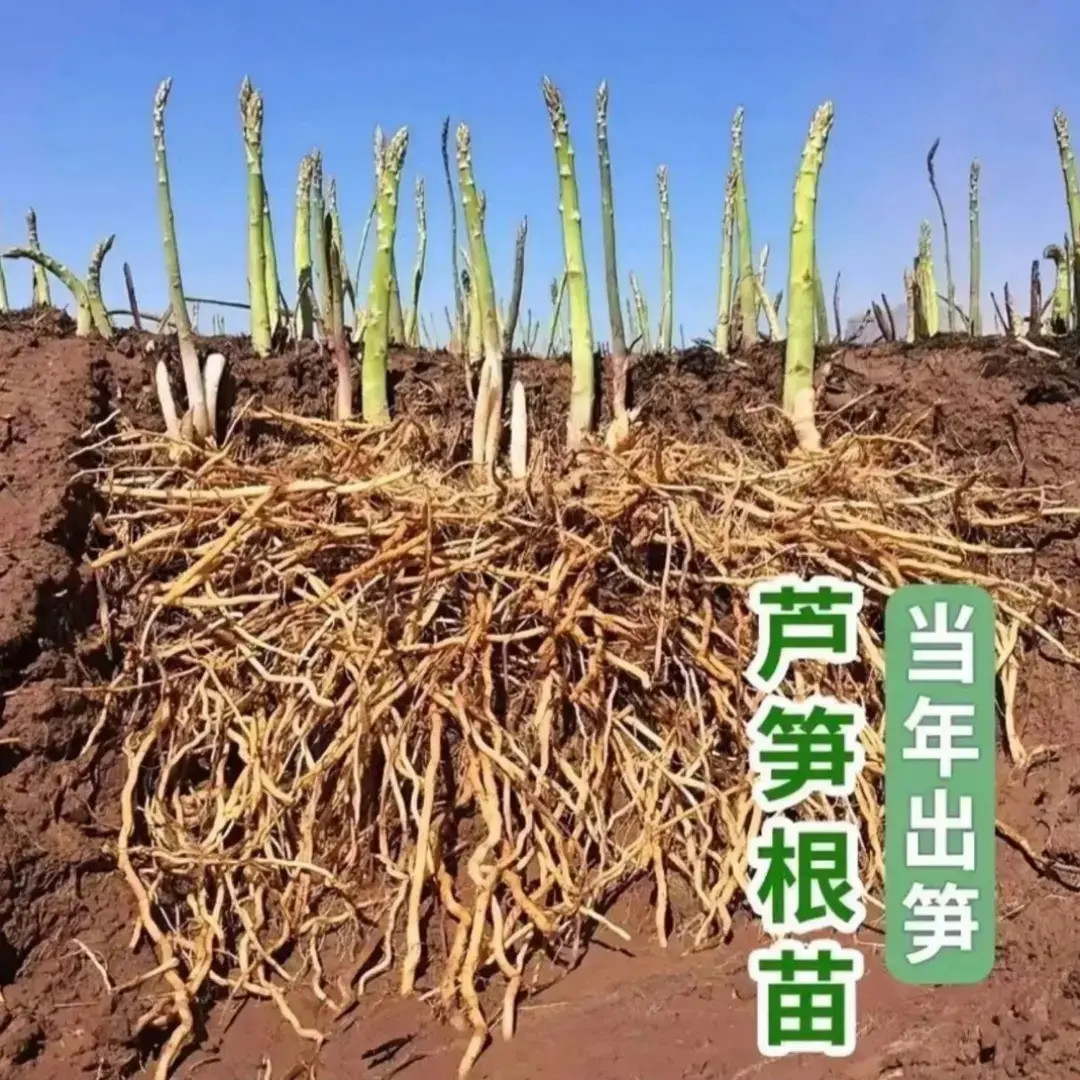 【带芽孢发货】绿芦笋种苗多年生耐寒耐旱四季阳台小院花盆种植