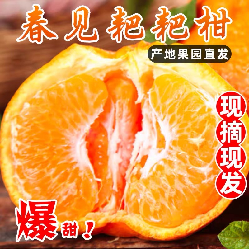 四川正宗春见耙耙柑橘新鲜水果橘子现摘现发【寒冷地区保温箱发货】