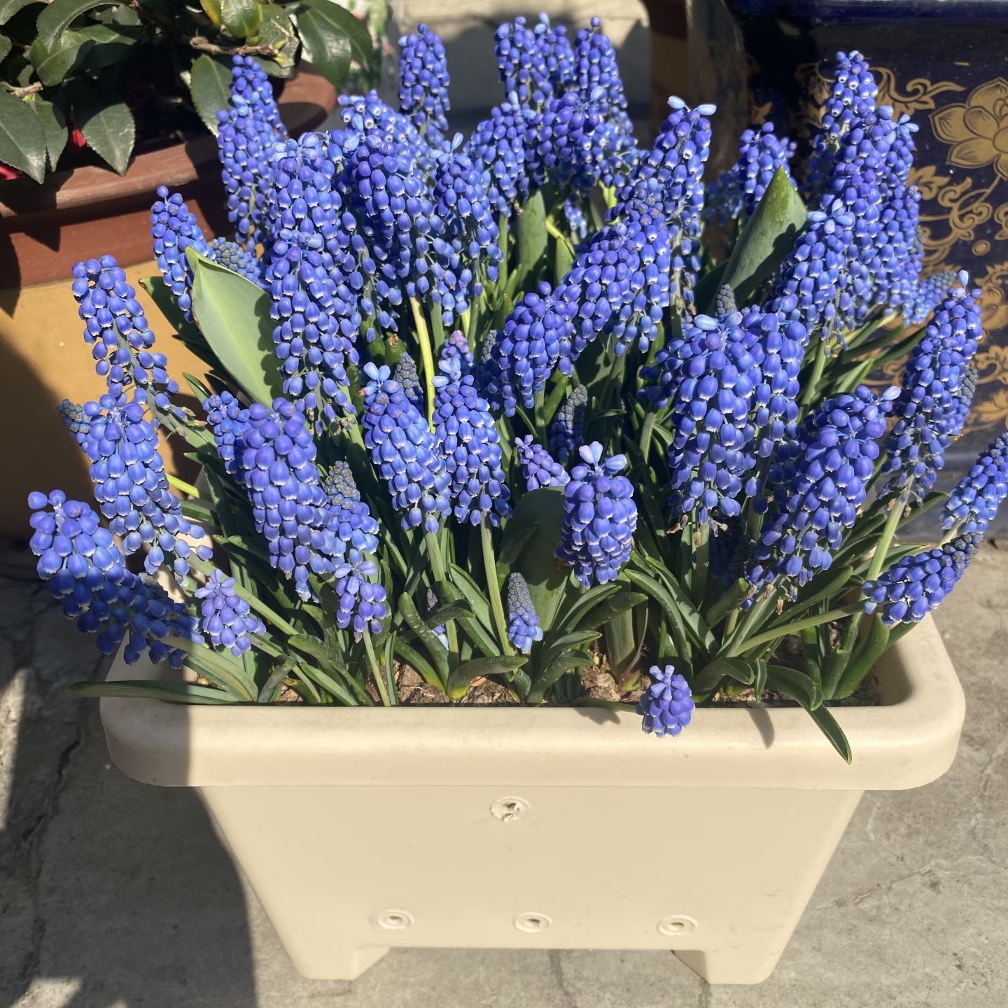 葡萄风信子种球室内外水养土培耐寒易活多年生花卉盆栽