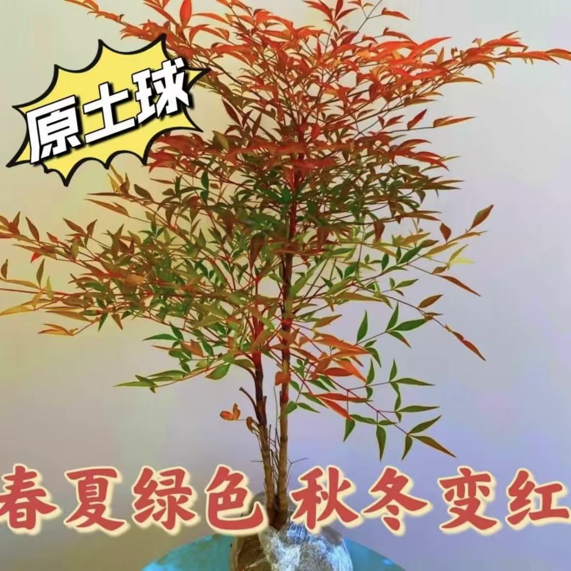 火焰南天竹四季不落叶的庭院植物天气越冷叶片越红复合肥-zxt