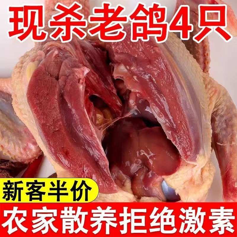 现杀乳批发土汤三年现杀现杀鸽子散养现杀新鲜顺丰包邮乳鸽鸽子肉