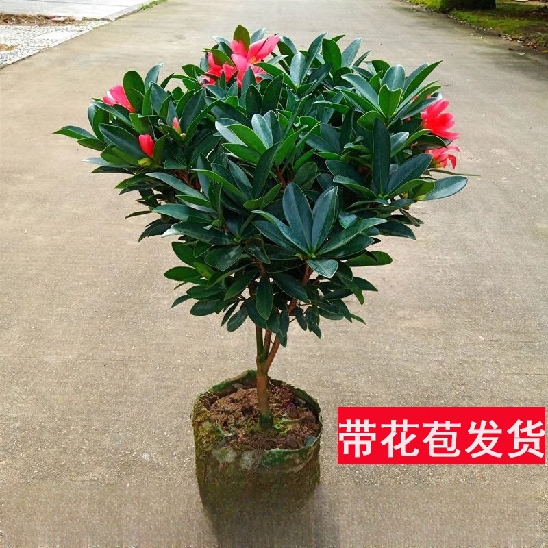杜鹃山茶花树苗盆栽带花苞浓香室内阳台庭院花卉绿植开花好养好看