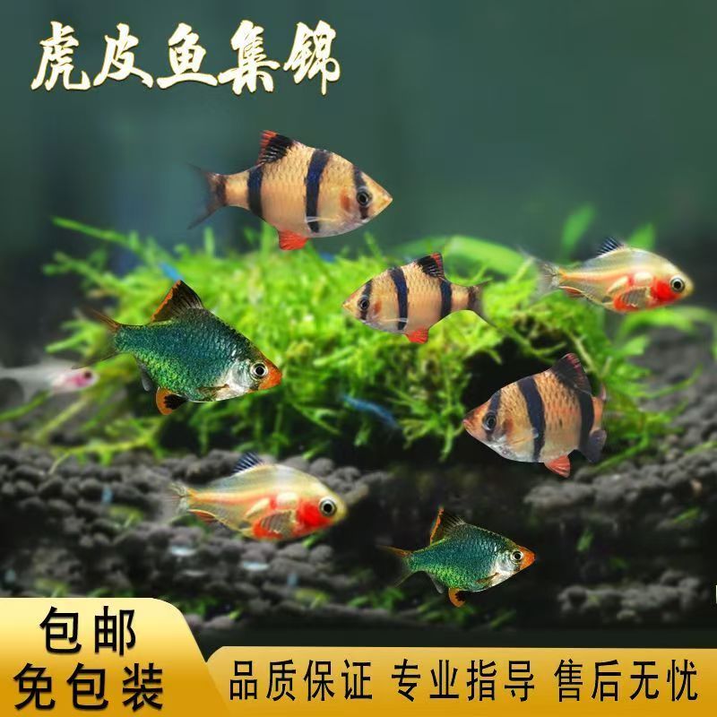 四间虎皮淡水活体观赏鱼招财热带鱼小型荧光四间虎皮鱼新手养好养