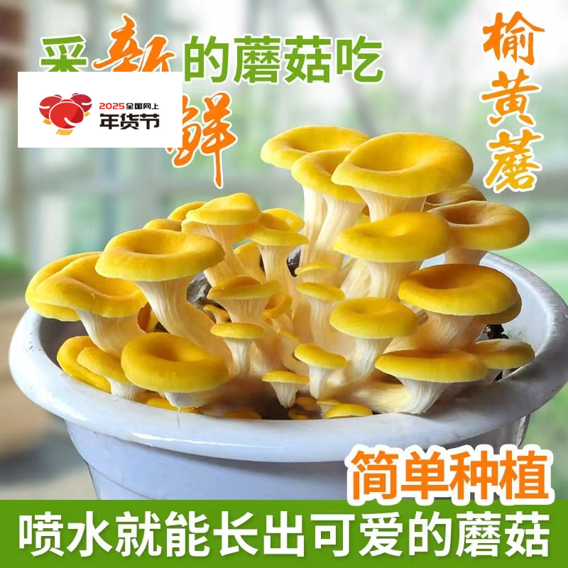 榆黄菇蘑菇菌包小袋2斤