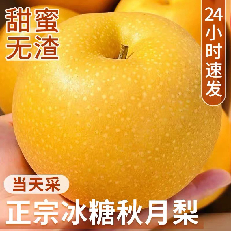 【现摘现发】正宗山东秋月梨冰糖梨子新鲜当季水果礼盒脆甜3-5斤