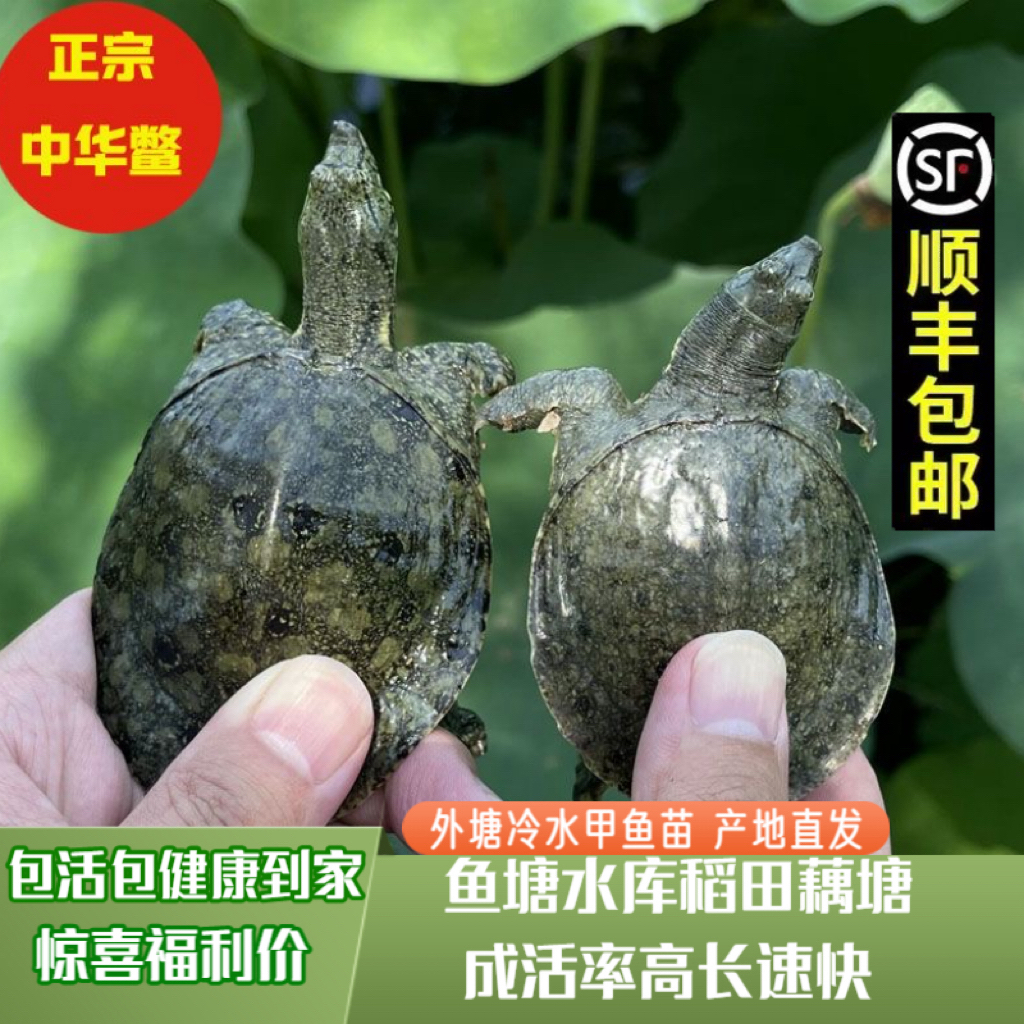 【全规格外塘冷水甲鱼苗】外塘生态鱼养殖鳖苗鲜活团鱼水鱼养殖专用