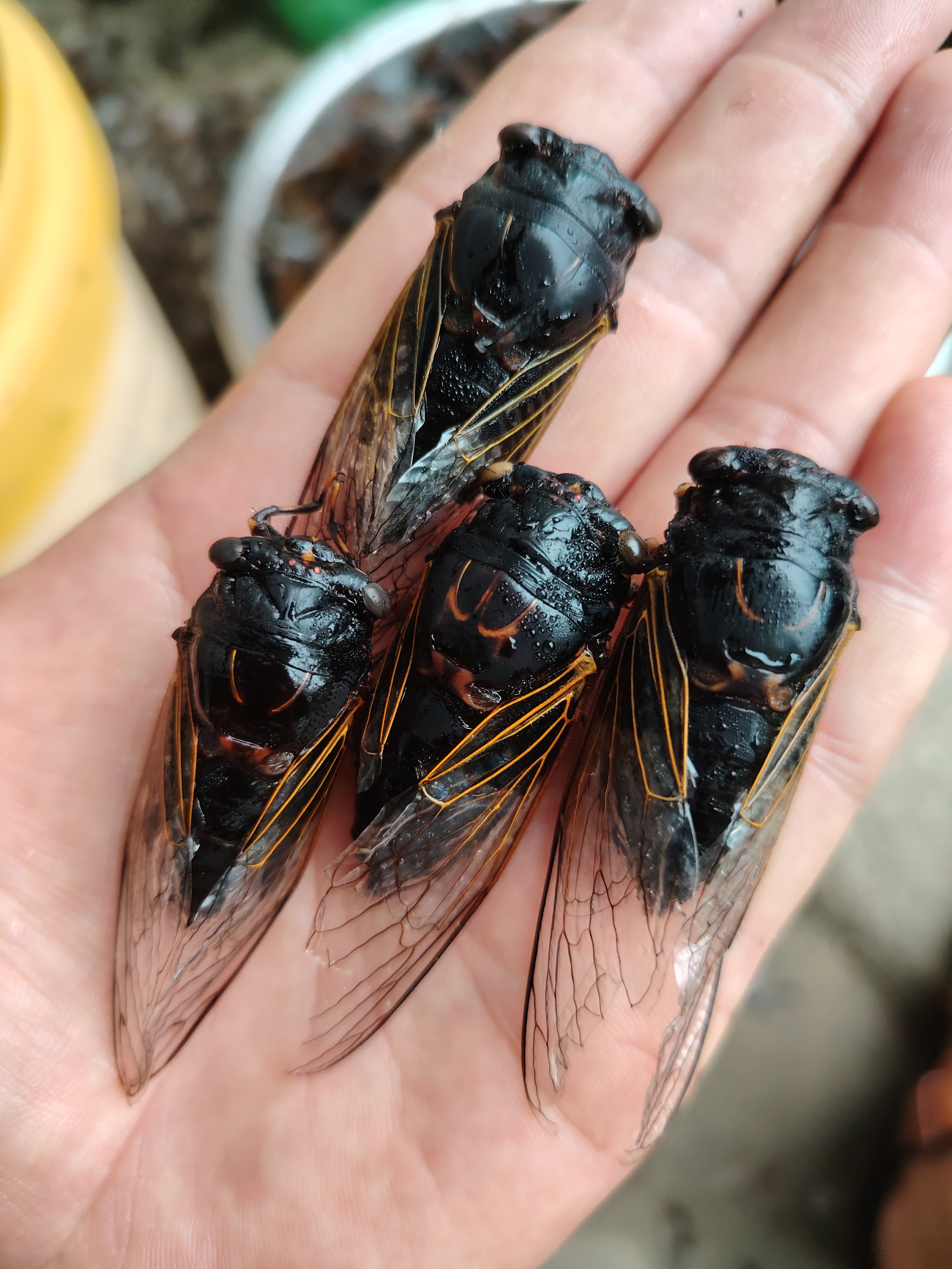 山东新鲜速冻黑蝉黑色食用昆虫老知了老节流，顺丰包邮虫子黑蚱蝉