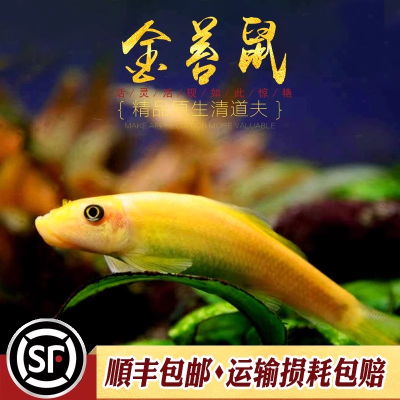 金苔鼠除藻清缸工具鱼吃青苔花斑金台鼠青苔鼠清洁底栖活体清道夫