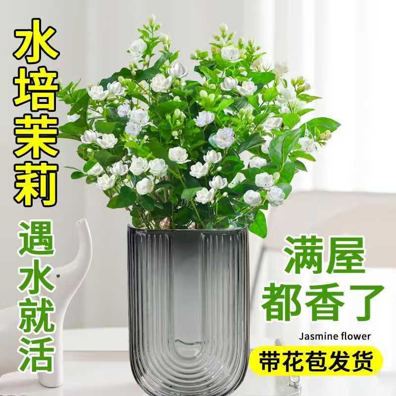水培香水茉莉【带花苞】室内水培植物浓香型