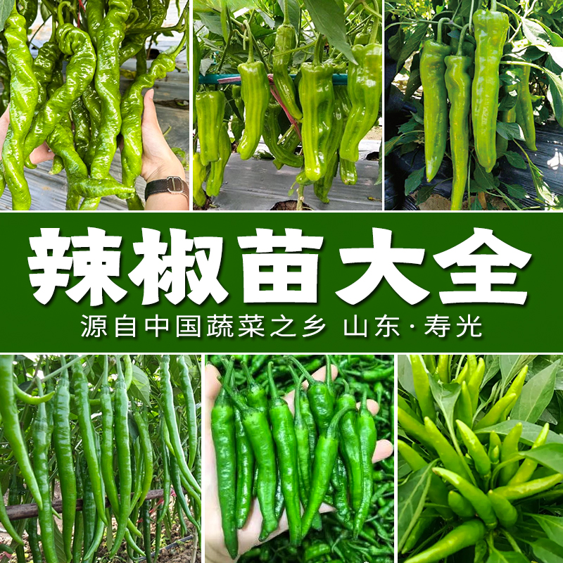【辣椒苗大全】薄皮椒螺丝椒线椒朝天椒羊角椒港椒方椒杭椒辣妹子苗