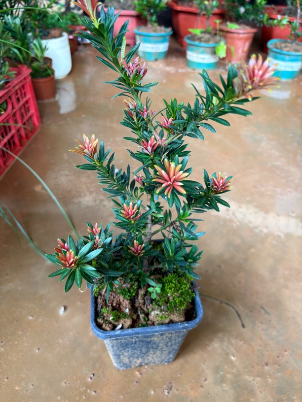 彩芽罗汉松迎客松20链接都美竹盆景罗汉松盆景白蜡树金钻罗汉松