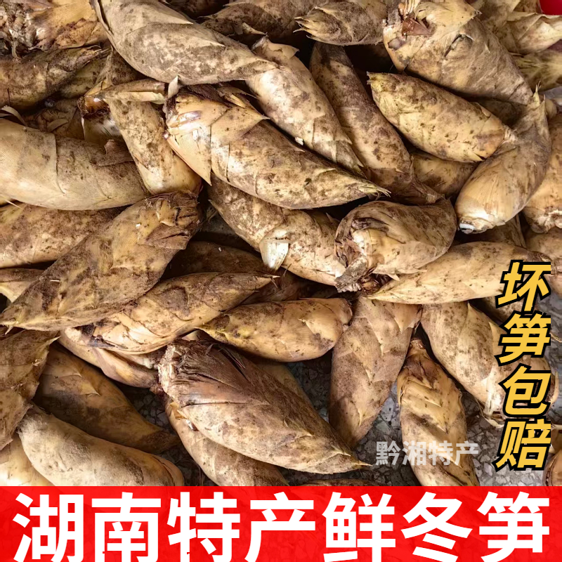 【新鲜竹笋】2025湖南冬笋新鲜毛竹笋鲜笋楠竹笋嫩竹笋当季现挖现发