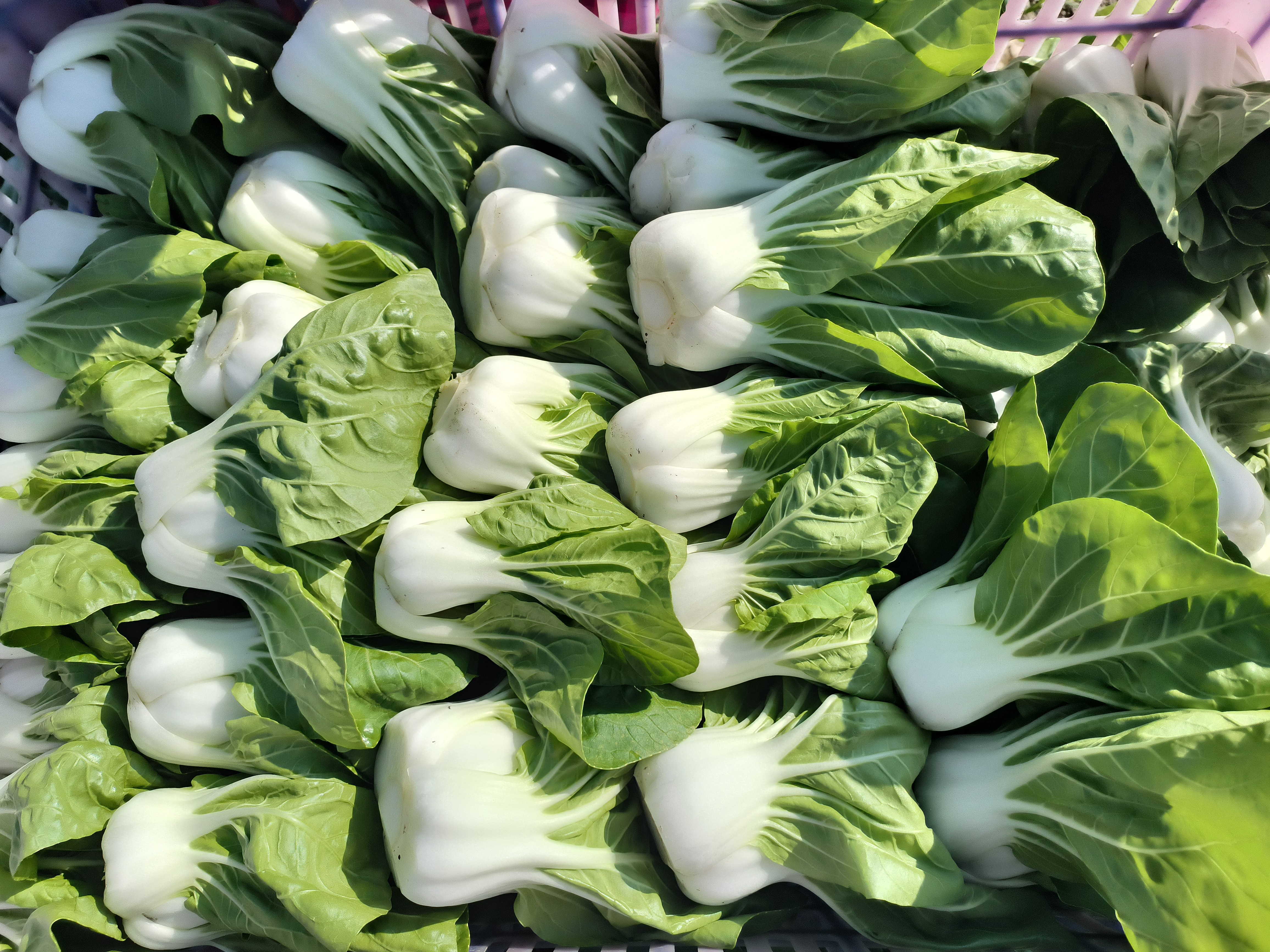 安庆农家自种矮脚黄露天蔬菜现摘现发（粉丝专享价）