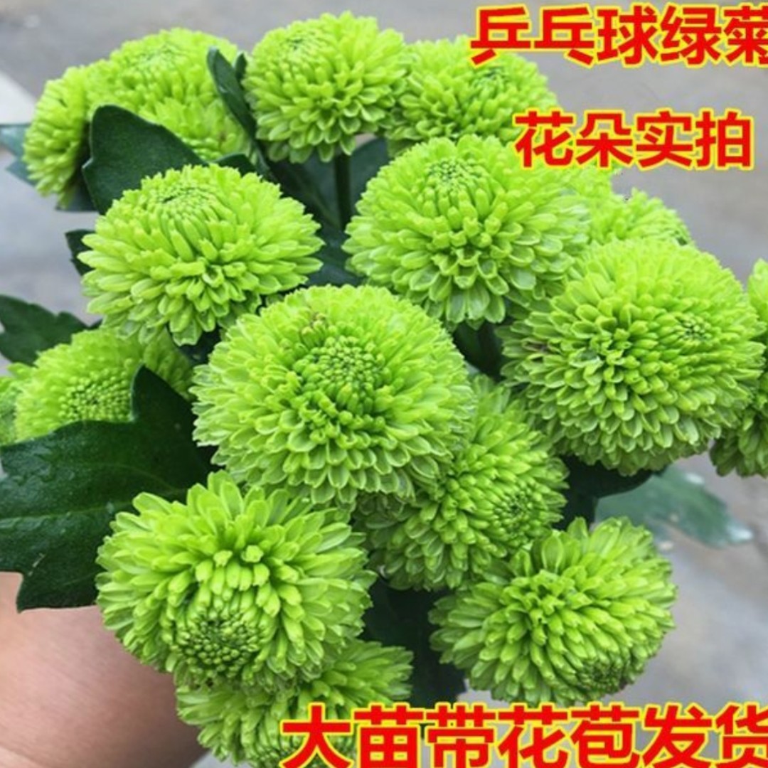 【带花苞发货】绿色乒乓球菊花盆栽 大菊花九月菊千头菊乒乓球菊