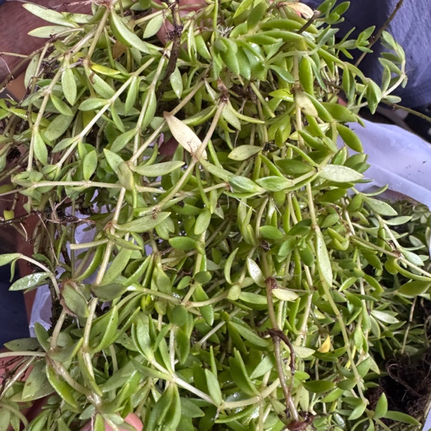 【蛟哥土特产】永嘉高山老鼠牙（半边莲）