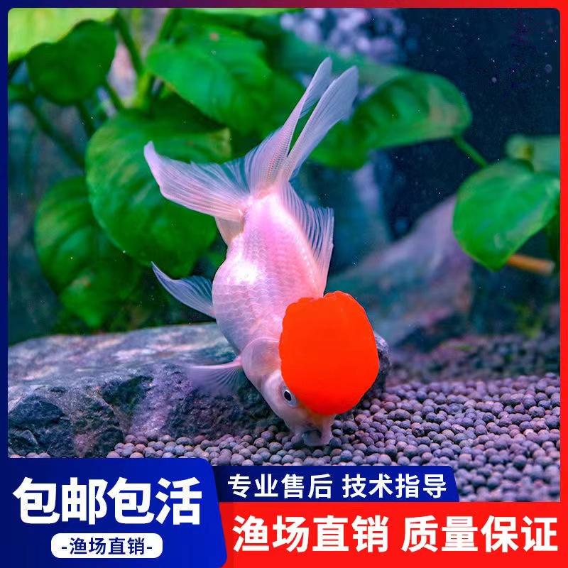 鸿运当头鱼观赏鱼鹤顶红狮子头金鱼活鱼丹顶冷水鱼淡水好养耐活鱼