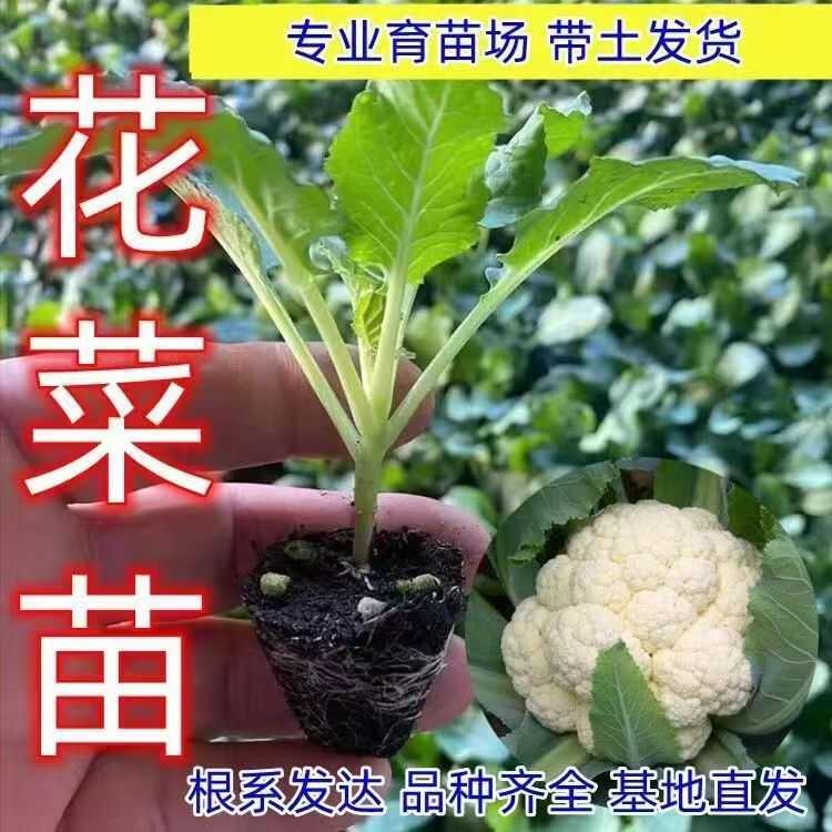 花菜苗秧苗青梗松花菜种苗白花菜四季阳台庭院冬天秋季花椰菜秧苗
