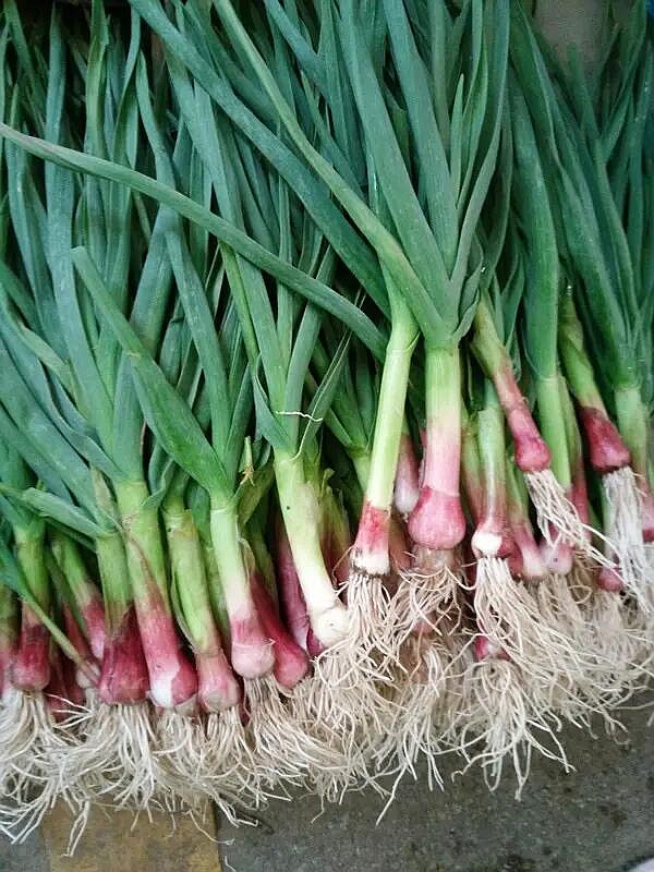 2025新鲜蒜苗湖南衡阳耒阳露天农家自种红皮大蒜带叶连须发货红头