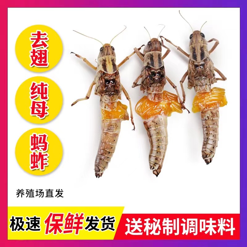 山东特产蚂蚱新鲜纯母去翅带籽顺丰包邮东亚飞蝗食用昆虫真材实料