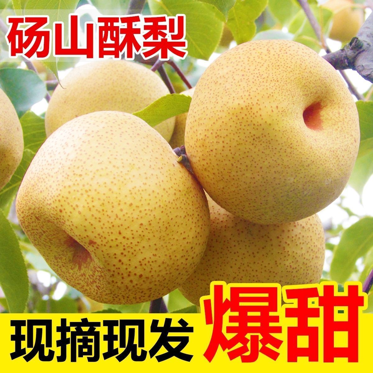 【现摘现发】砀山酥梨脆甜无渣水果梨脆甜多汁皮薄