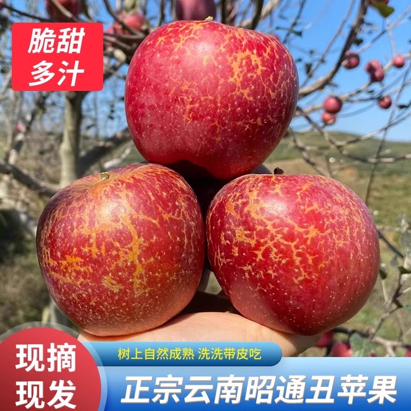 【二妹专属】云南昭通丑苹果当季新鲜冰糖心苹果高原山果园现摘现发