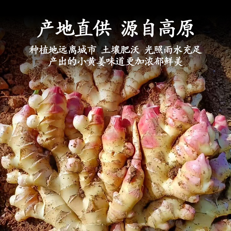 【5斤新姜巨划算】贵州小黄姜生姜高山老姜土姜月子姜小黄姜现发