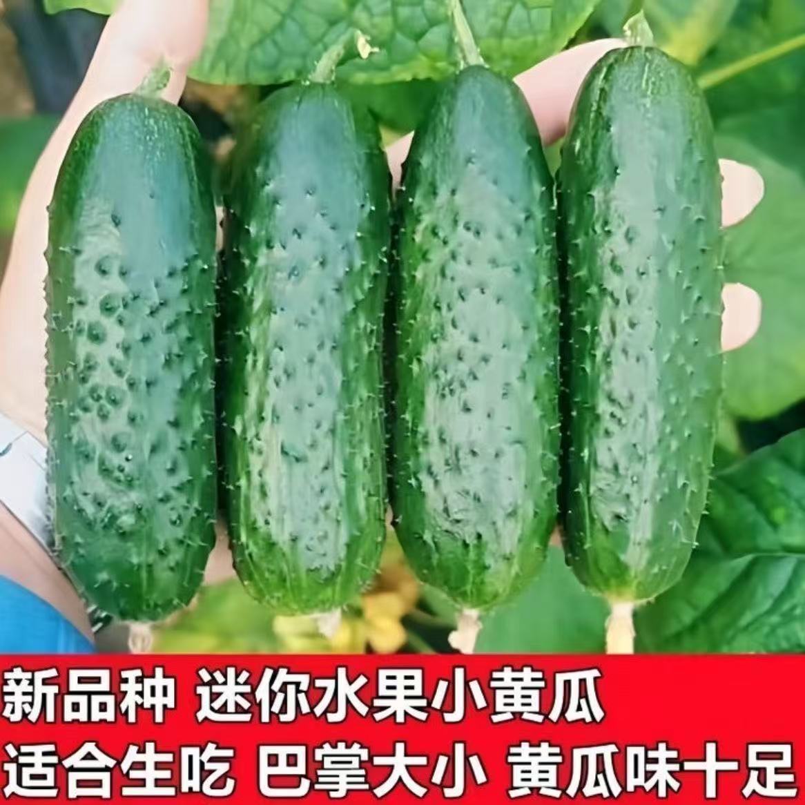 新鲜现摘山东玛莎水果旱黄瓜带刺清香口感鲜嫩