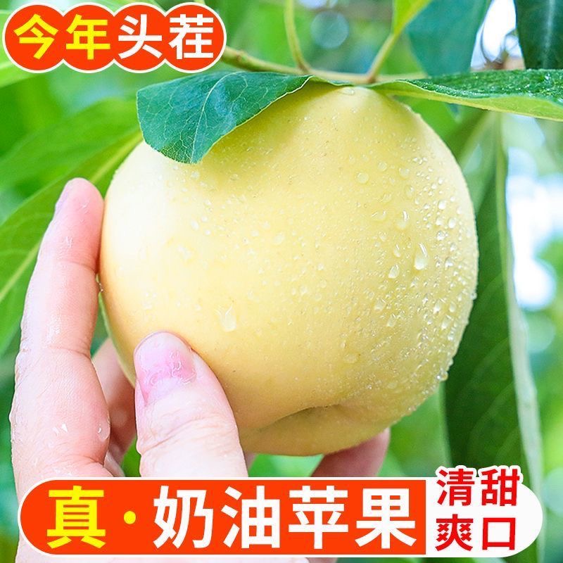 山东奶油富士苹果4.5斤应季水果现摘现发xm