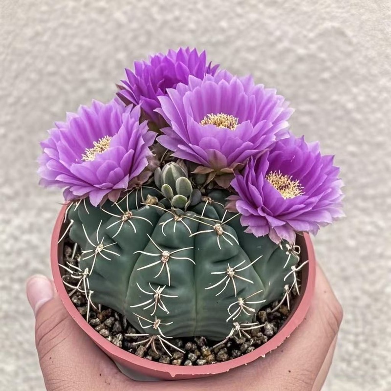 绯花玉仙人球办公室内吸甲醛电脑桌面防辐射小盆栽会开花的仙人球