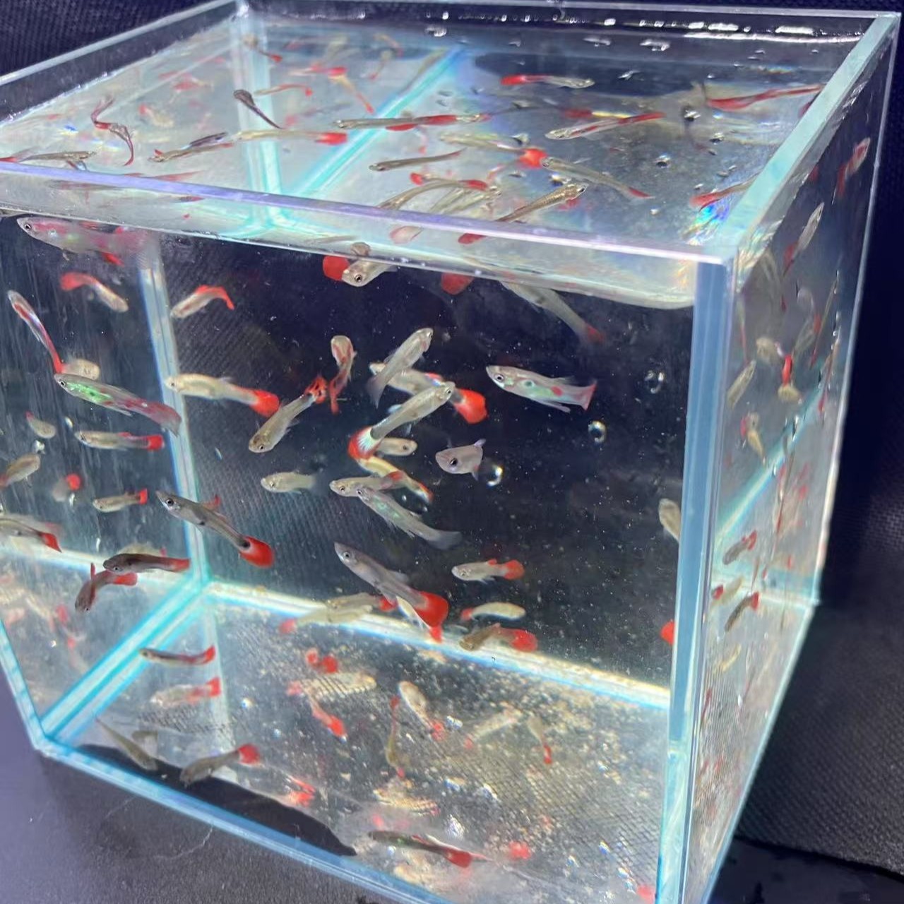 【孔雀鱼生小鱼】杂袍单色小红尾孔雀鱼常温水就可以养不打氧不过滤