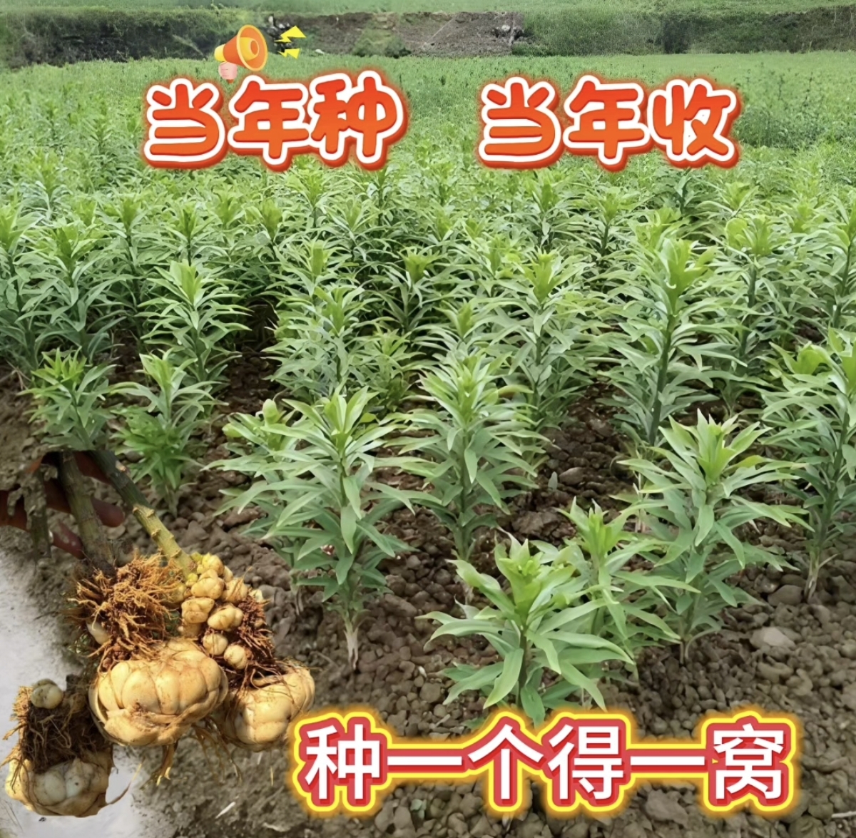 2025年新百合种球高产栽培贵州百合龙牙百合卷丹百合龙牙甜